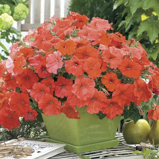 orange orange flower seeds