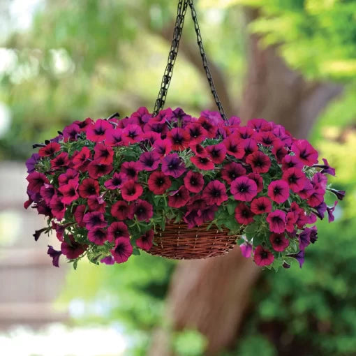 purple purple flower seeds
