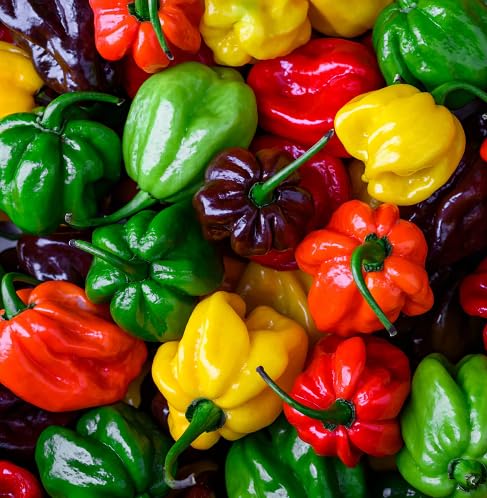 Mixed Pimento Pepper Seeds Heirloom Non-GMO High Germination Organic Garden Seeds for Planting