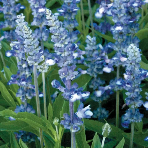silver blue flower seeds