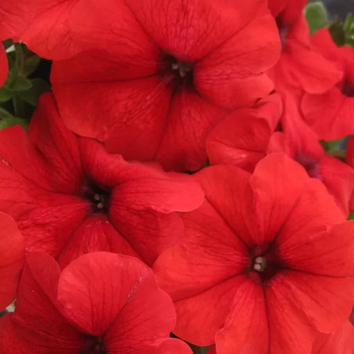 red red flower seeds