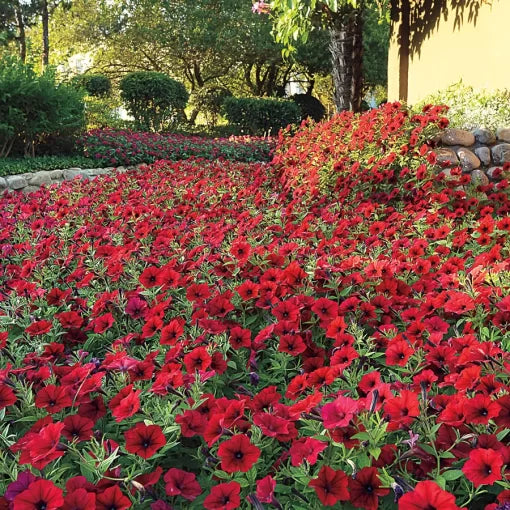 red red flower seeds