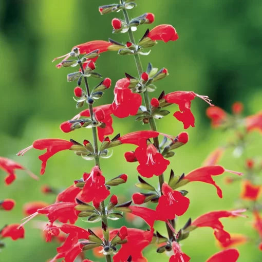 red red flower seeds