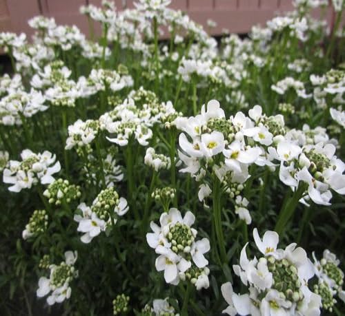 Semillas de Escabiosa Blanca para Sembrar – Herencia, No OGM, Semillas Orgánicas de Jardín de Alta Germinación