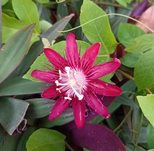 Passion Flower Seeds – Heirloom, Non-GMO, High Germination Organic Garden Seeds for Planting