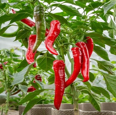Red Pepper Seeds – Heirloom, Non-GMO, High Germination Organic Garden Seeds Planting