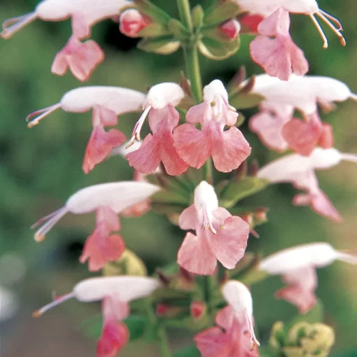 pink pink flower seeds