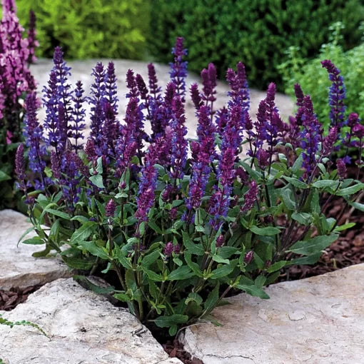 blue blue flower seeds