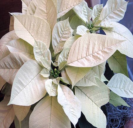 White Poinsettia Flower Seeds – Heirloom Non-GMO High Germination Organic Garden Seeds
