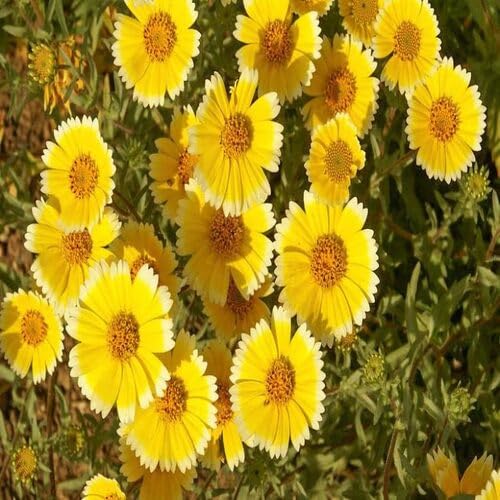 Yellow Layia Flower Seeds – Heirloom Non-GMO High Germination Organic Seeds