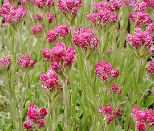 Semillas de flores Pink Pussytoes Semillas de jardín orgánicas de polinización abierta, sin OMG, de alta germinación para sembrar