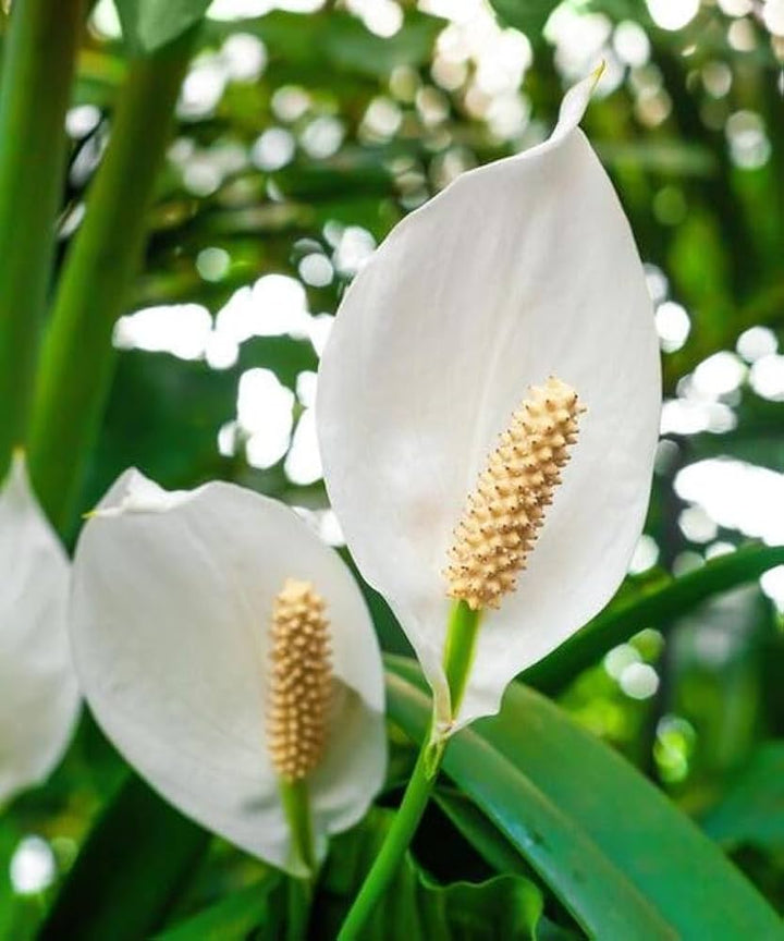 White Spathiphyllum Flower Seeds for Planting – Heirloom, Non-GMO, High Germination