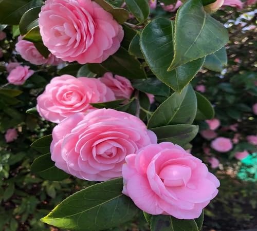 Pink Camellia Flowers Seeds – Heirloom, Non-GMO, High Germination Organic Garden Seeds for Planting