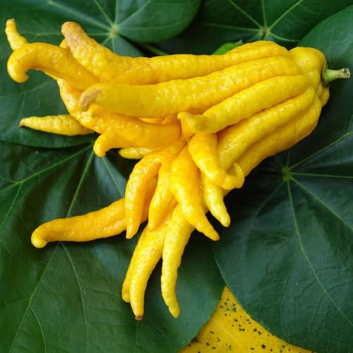 Citron Seeds – Heirloom, Non-GMO, High Germination Organic Garden Seeds