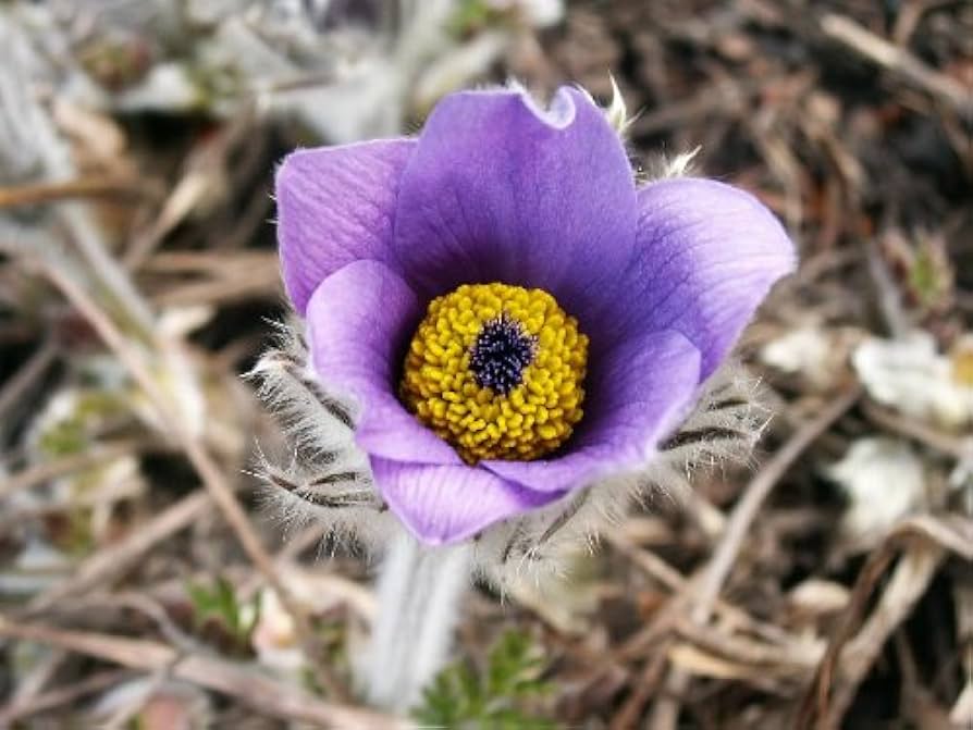 pasque flower flower seeds
