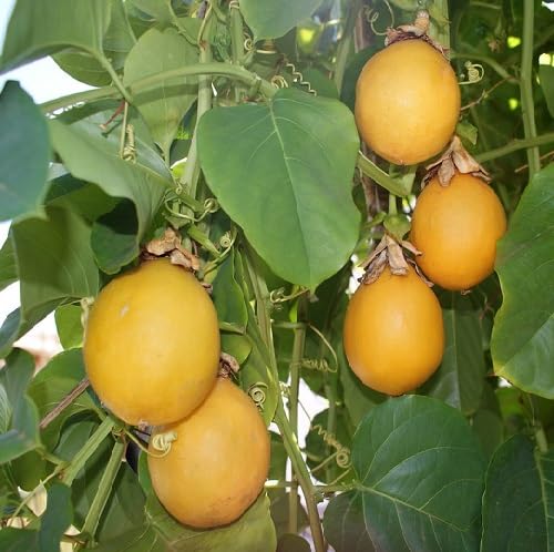 Gelbe Maracuja-Samen – Alte Sorte, gentechnikfrei, hohe Keimrate, Bio-Gartensamen zum Pflanzen