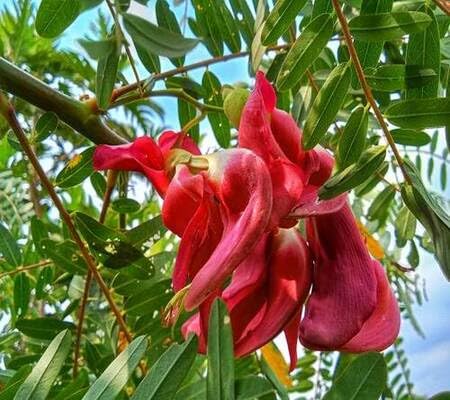Sesbania Flower Seeds for Planting – Heirloom, Non-GMO, High Germination Organic Garden Seeds