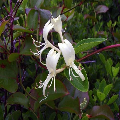 White Lonicera Japonica Flower Seeds Heirloom Non-GMO High Germination Organic Garden Seeds for Planting