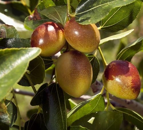 Jujube Seeds – Heirloom, Non-GMO, High Germination Organic Garden Seeds
