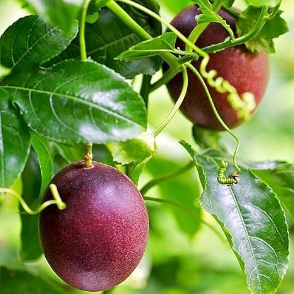 Maroon Passion Fruit Seeds – Heirloom, Non-GMO, High Germination Organic Garden Seeds