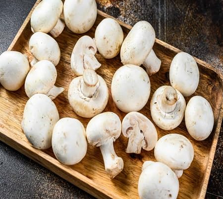 Pilzsamen – Alte Sorte, Non-GMO, hochkeimfähig, Bio-Gartensamen zum Pflanzen