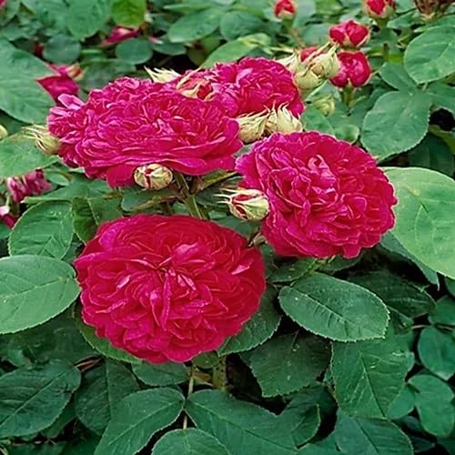 Red Rose Flower Seeds for Planting – Heirloom Non-GMO High Germination Organic Garden Seeds