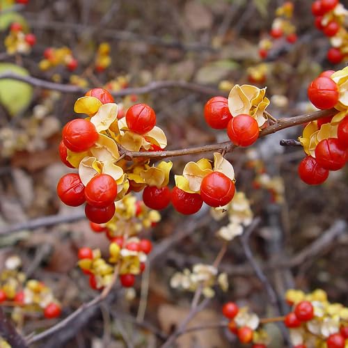 Red Celastrus Paniculatus Seeds – Heirloom, Non-GMO, High Germination Organic Garden Seeds
