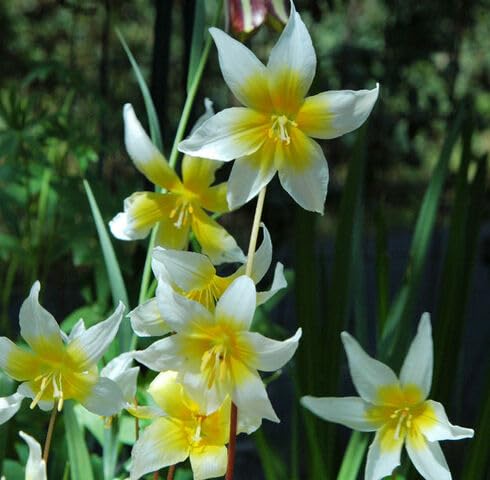 Yellow White Erythronium Idahoense Seeds for Planting | Heirloom Non-GMO Organic