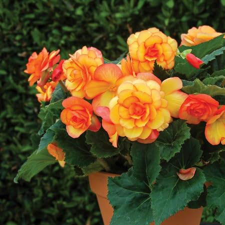 Begonia Flower Seeds Perennial – Heirloom, Non-GMO, High Germination Organic Garden Seeds for Planting