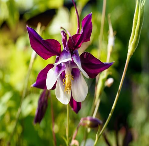 white brown flower seeds