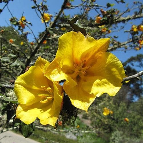 Yellow Fremont Dendron Flower Seeds Heirloom Non-GMO High Germination Organic Garden Seeds for Planting
