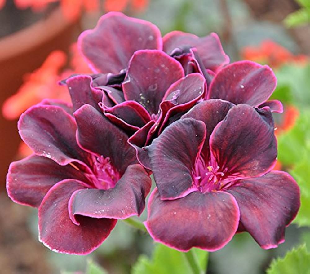 red bright flower seeds