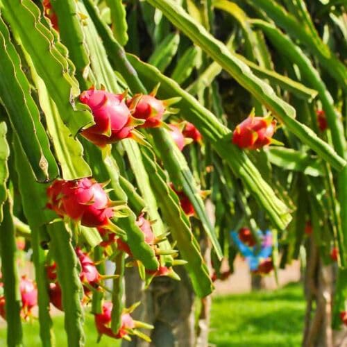Dragon Fruit Seeds – Heirloom, Non-GMO, High Germination Organic Garden Seeds