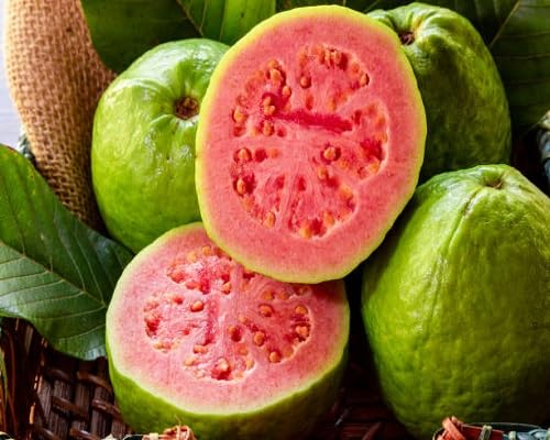 Guava Seeds Green – Heirloom, Non-GMO, High Germination Organic Garden Seeds