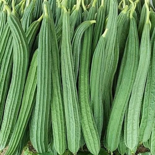 Ridge Gourd Green Seeds – Heirloom, Non-GMO, High Germination Organic Garden Seeds Planting