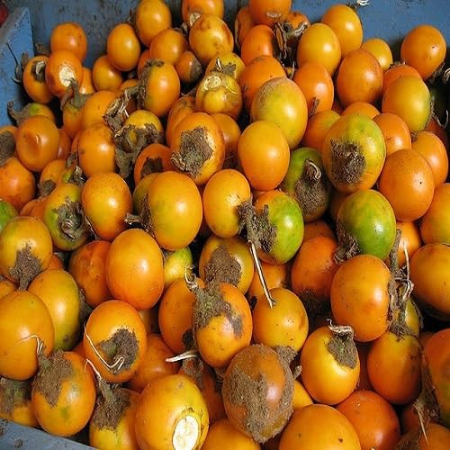 Orange Naranjilla Seeds – Heirloom, Non-GMO, High Germination Organic Garden Seeds