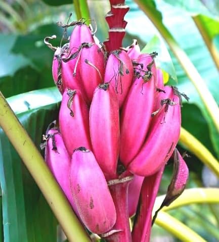 Pink Banana Seeds Heirloom Non-GMO High Germination Organic Garden Seeds for Planting