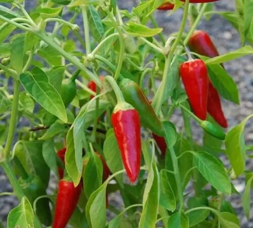 Semillas de Pimiento Rojo – Herencia, No-GMO, Alta Germinación, Semillas Orgánicas para Jardín