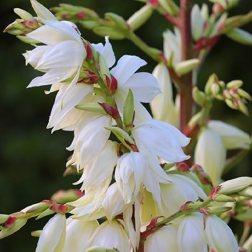 Yucca Flower Seeds for Planting | Heirloom Non-GMO High Germination Organic