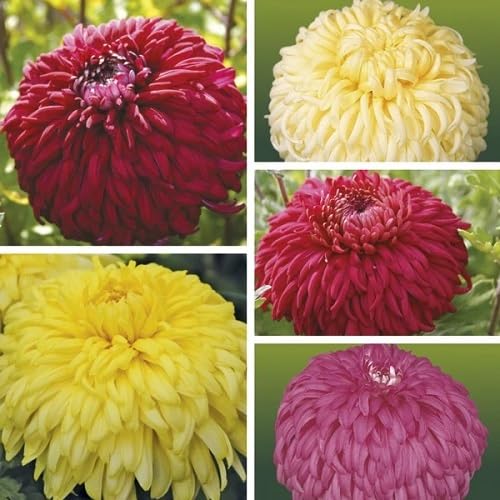 Mixed Chrysanthemum Flowers Seeds – Heirloom, Non-GMO, High Germination Organic Garden Seeds for Planting