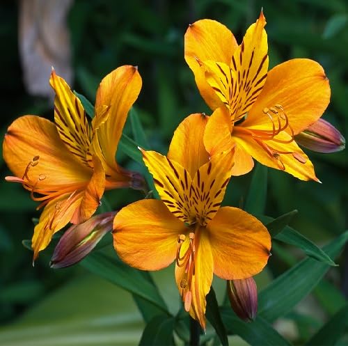 Yellow Alstroemeria Flower Seeds – Heirloom, Non-GMO, High Germination