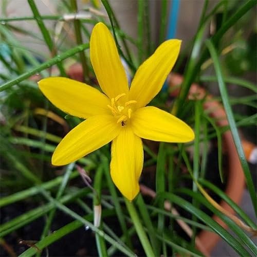 Yellow Zephyranthes Flower Seeds – Heirloom Non-GMO High Germination Organic Garden Seeds
