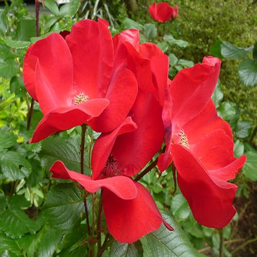 Red Rugosa Rose Flower Seeds for Planting – Heirloom, Non-GMO, High Germination Organic Garden Seeds