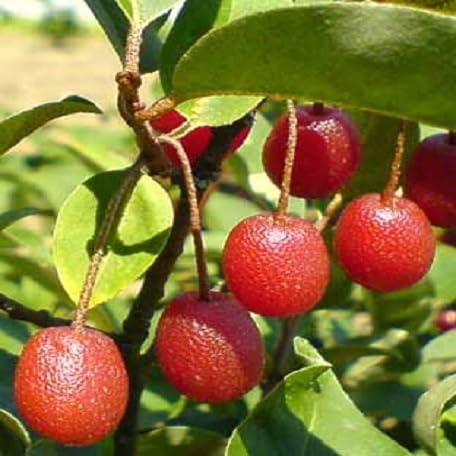 Goumi Berry Seeds – Heirloom, Non-GMO, High Germination Organic Garden Seeds