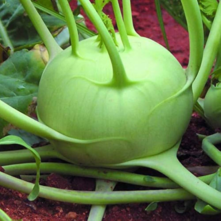 Green Kohlrabi Seeds for Planting – Heirloom, Non-GMO, High Germination Organic Vegetable Garden Seeds