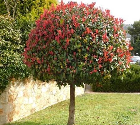 photinia tree heirloom non-gmo seeds