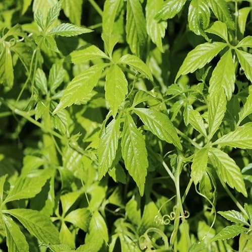 greengynostemmaheirloomnongmo flower seeds