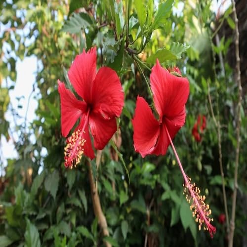 redhibiscusflowerheirloomnongmo flower seeds