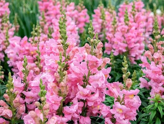 Pink Snapdragon Flower Seeds Heirloom Non-GMO High Germination Organic Garden Seeds for Planting