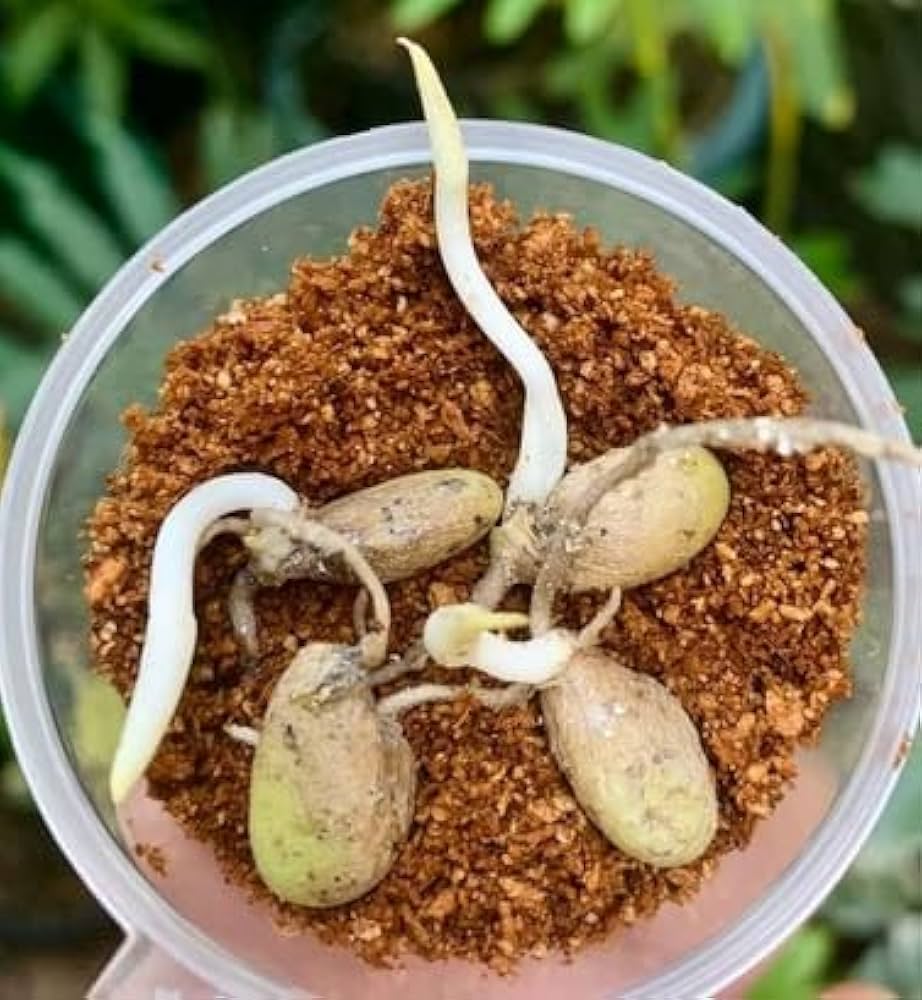 Fern For herb seeds